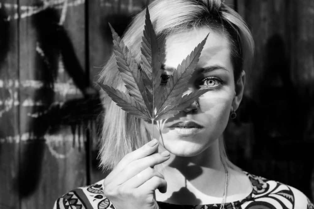 A match made in heaven a story when sugar met THC | Herbal Dispatch Canada