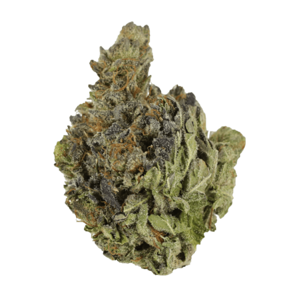 Chocolope | Herbal Dispatch Canada