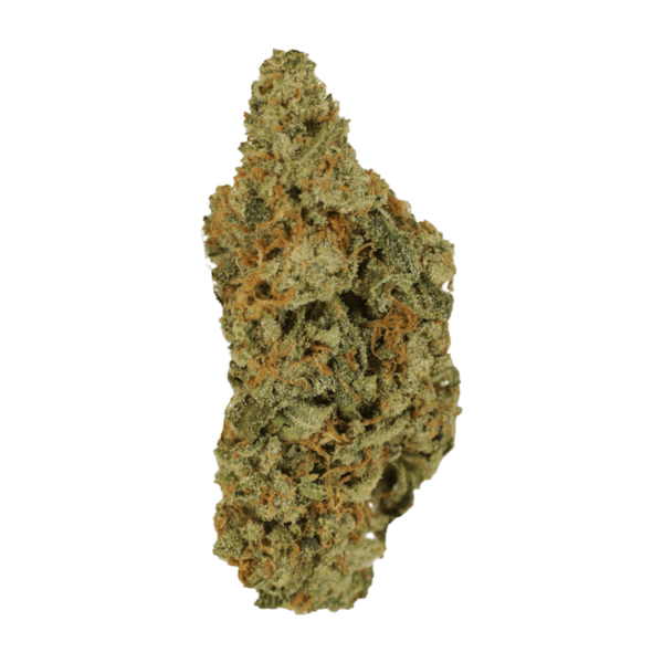 Mimosa | Herbal Dispatch Canada