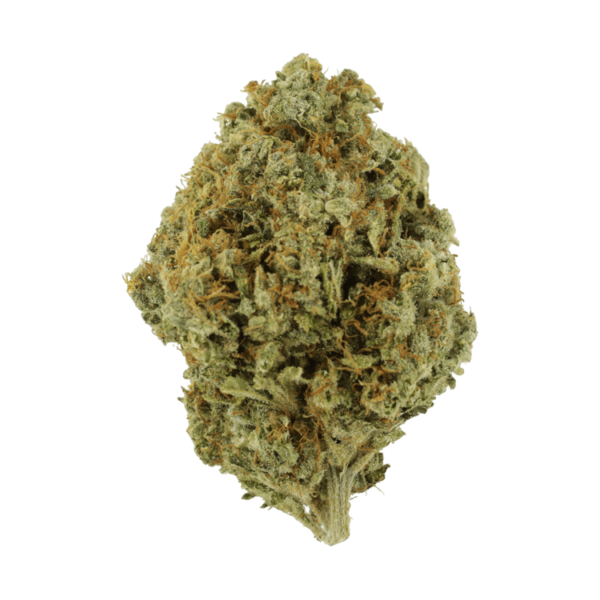 Orange Barb | Herbal Dispatch Canada