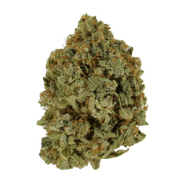 Crazy Glue | Herbal Dispatch Canada