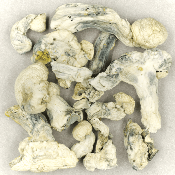 Cambodian Psilocybe Cubensis | Herbal Dispatch Canada