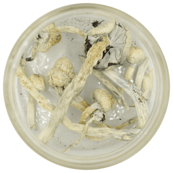 Great White Monster Cubensis | Herbal Dispatch Canada