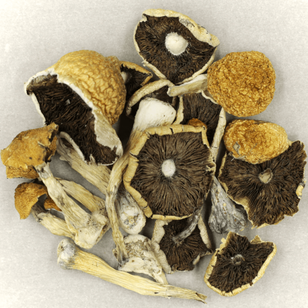 Penis Envy Cubensis | Herbal Dispatch Canada