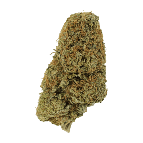 Sugar Pine | Herbal Dispatch Canada