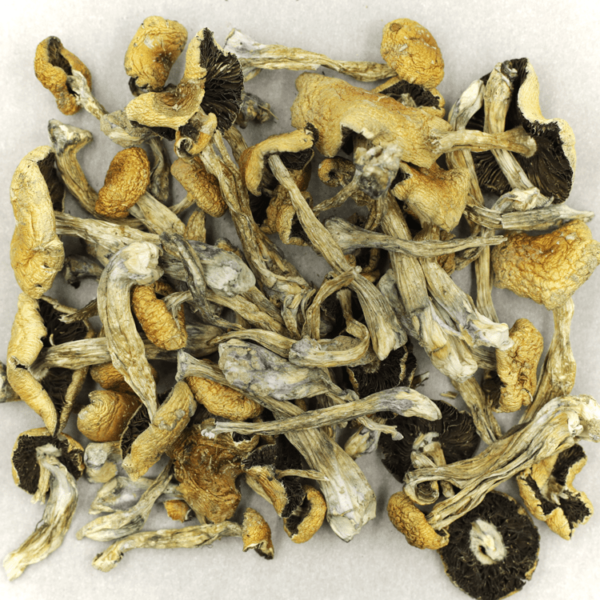 Puerto Rican | Herbal Dispatch Canada