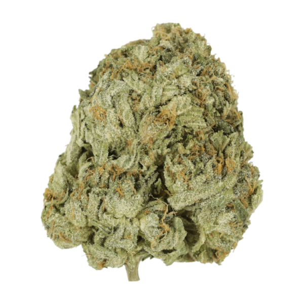 Godzilla Glue | Herbal Dispatch Canada