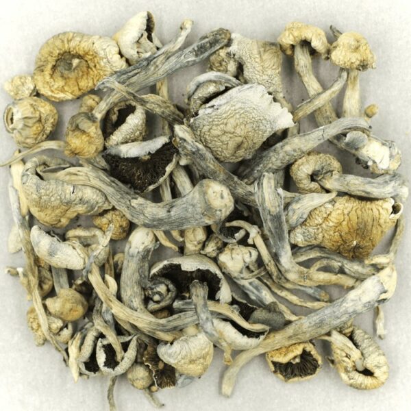 Albino A+ | Herbal Dispatch Canada
