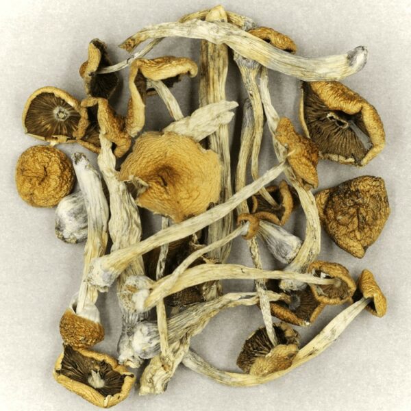 Psilocybe Cubensis Mexicana | Herbal Dispatch Canada