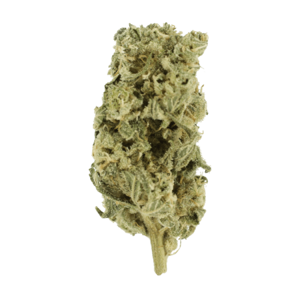 Hash Plant – 1oz / $60 | Herbal Dispatch Canada
