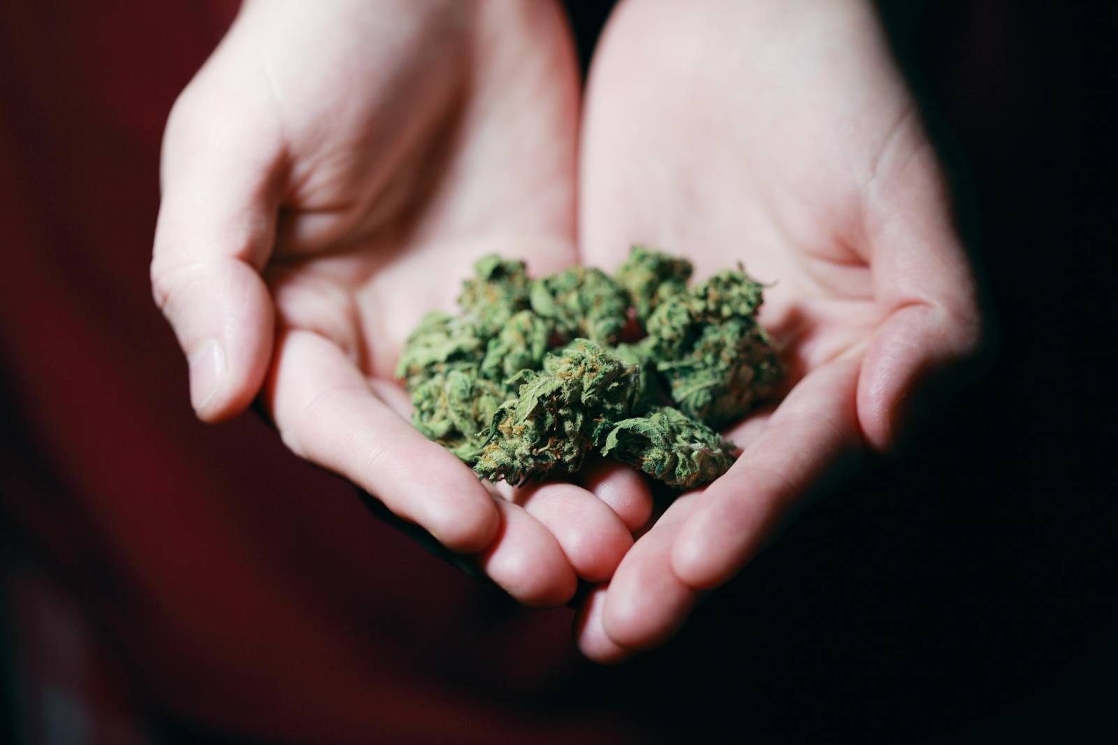 | Herbal Dispatch Canada Best dispensary in canada | Herbal Dispatch Canada