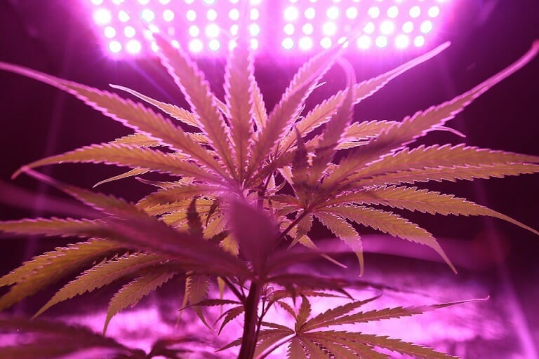 Discover How A cannabis Shop Helps You Better Understand Cannabis | Herbal Dispatch Canada | Herbal Dispatch Canada