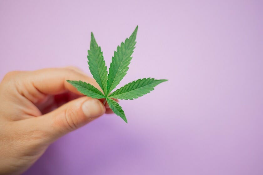 Discover How A cannabis Shop Helps You Better Understand Cannabis | Herbal Dispatch Canada | Herbal Dispatch Canada