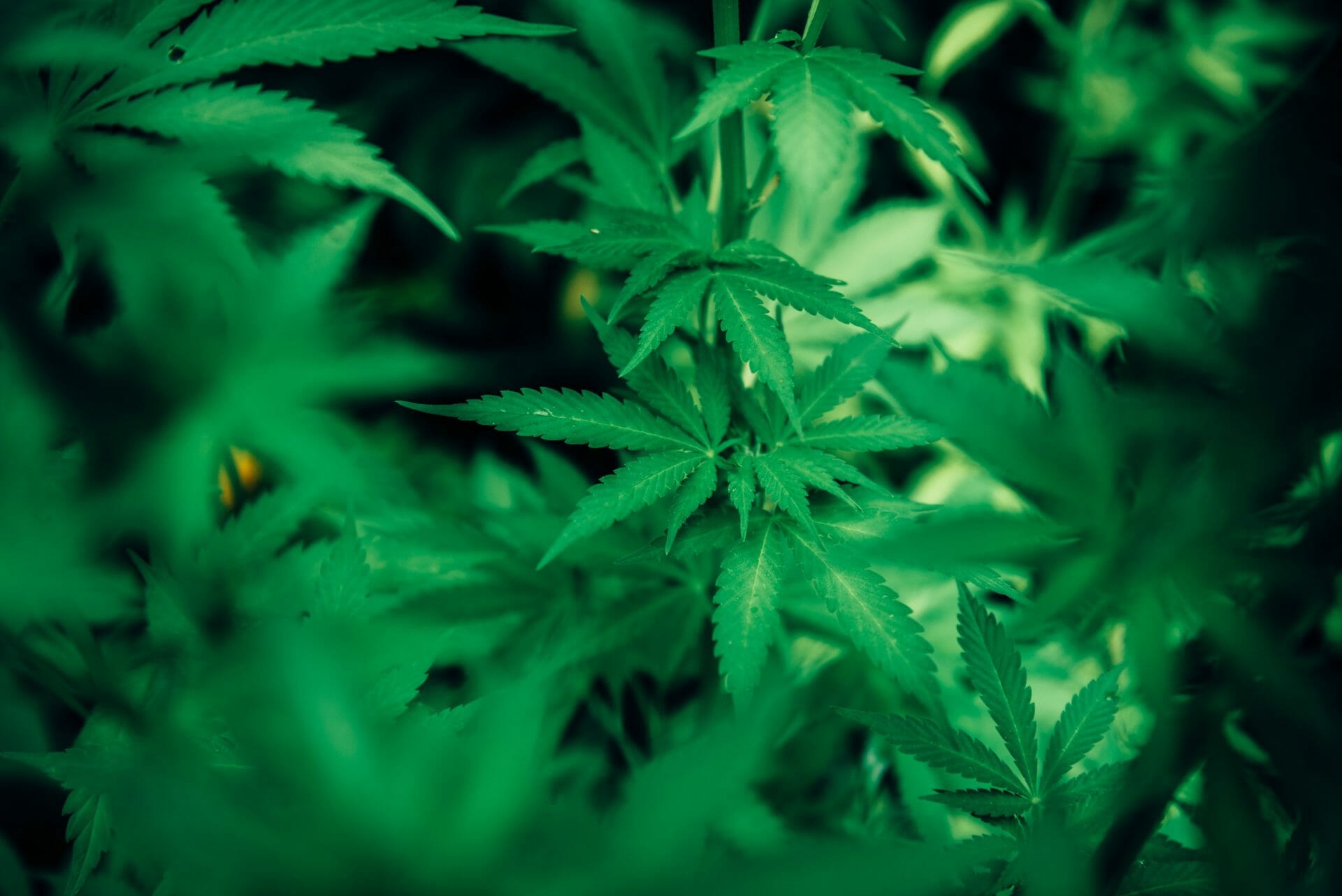 | Herbal Dispatch Canada wholesale Cannabis | Herbal Dispatch Canada