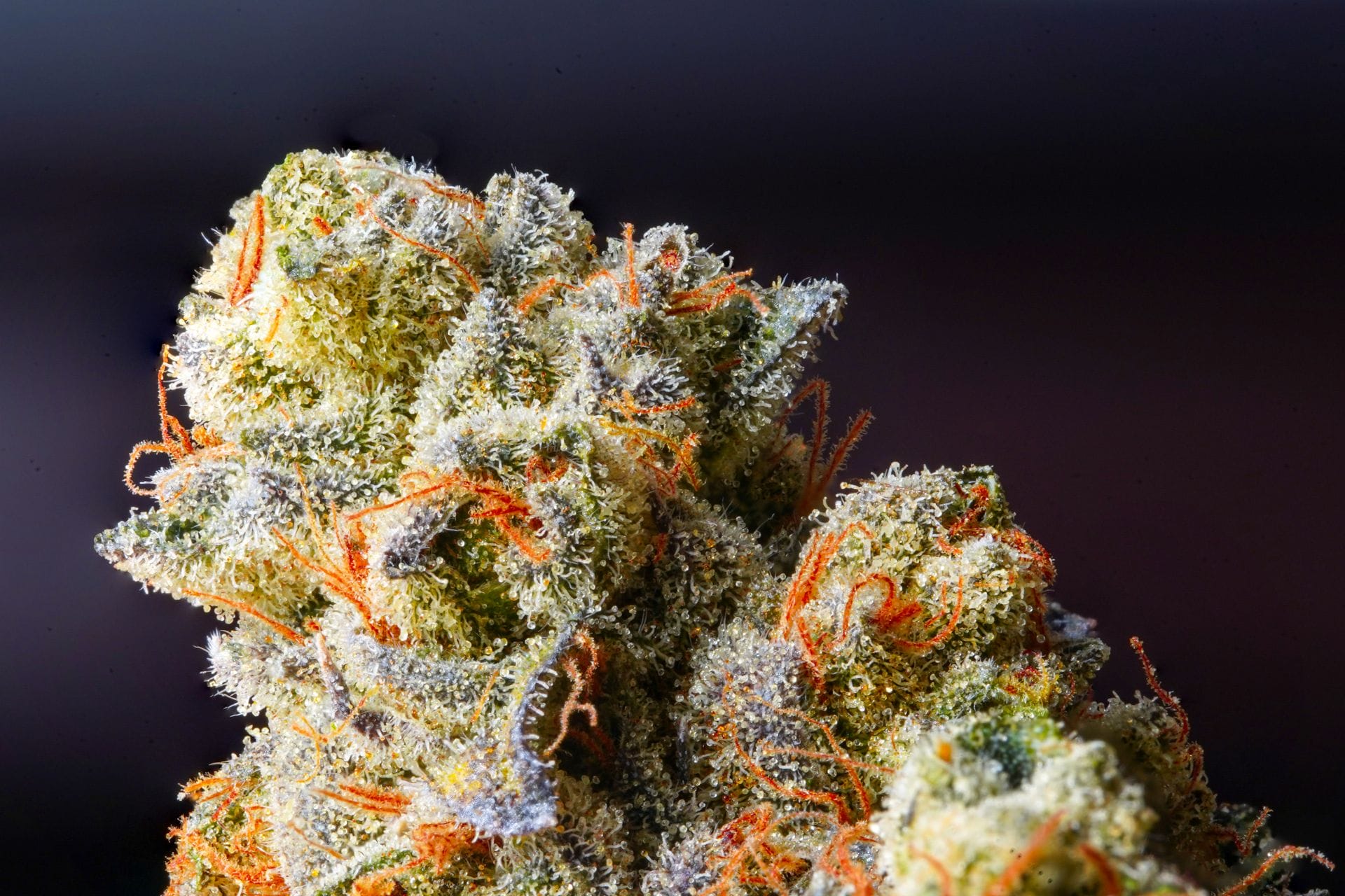 | Herbal Dispatch Canada Weed Delivery Canada_ Top Hybrid Selection | Herbal Dispatch Canada