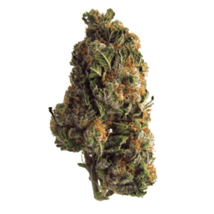 Grape Crush | Herbal Dispatch Canada